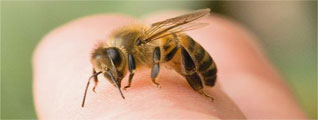 Лечение пчелами
